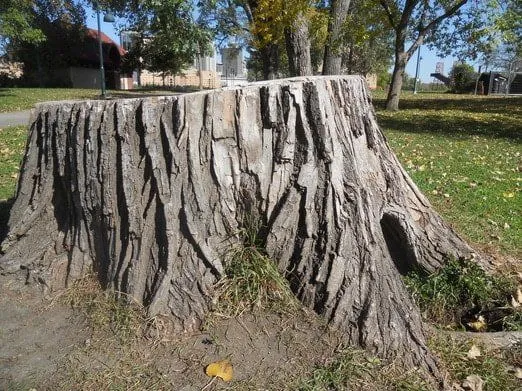 Tree Stump Removal Picture Bloomington,Mn.