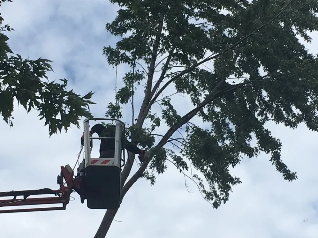 Bloomington Tree Trimming Service pic